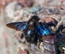 carpenter-bee