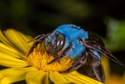 carpenter bee