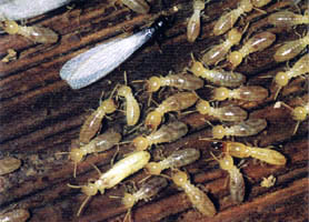 termite_control